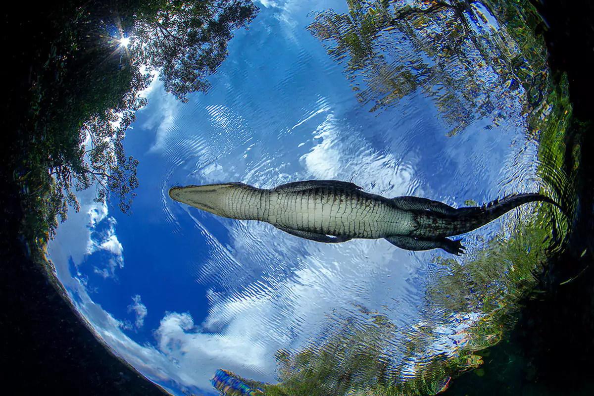 fresh-water-wonders-print-art-wall