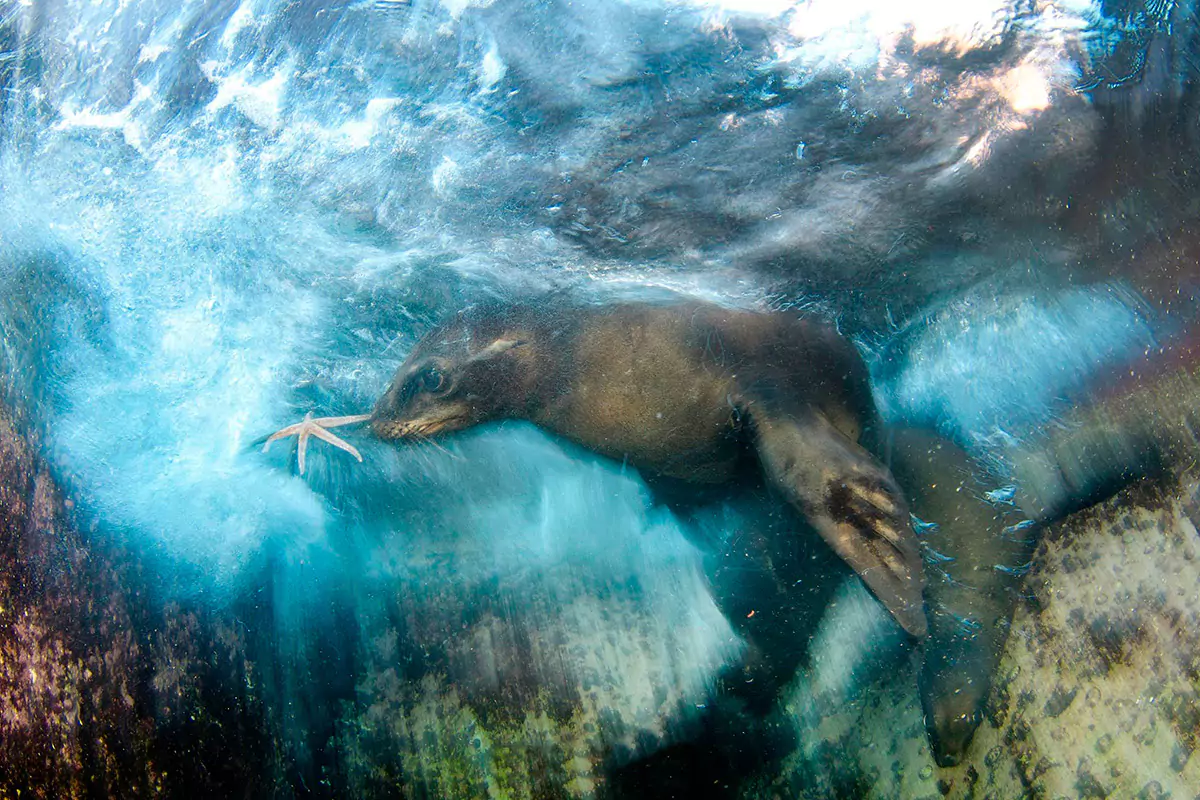 creative-nature-wall-art-print