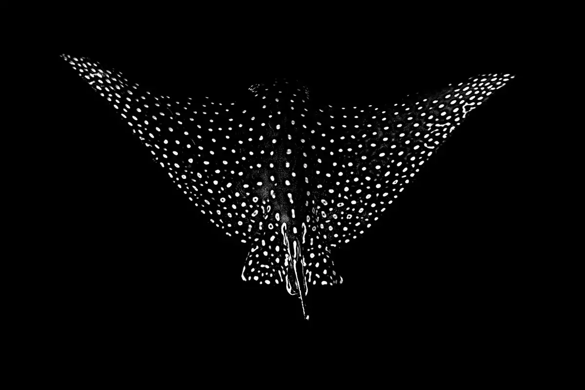 underwater-black-and-white-photography-wall-art-print